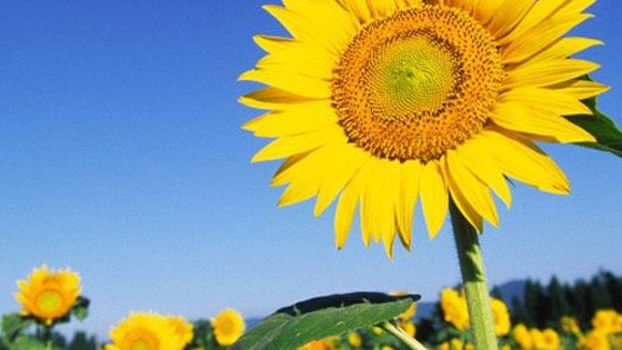 Protéine de tournesol