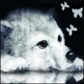 Avatar du membre