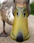 Avatar du membre