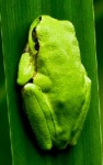 Avatar du membre