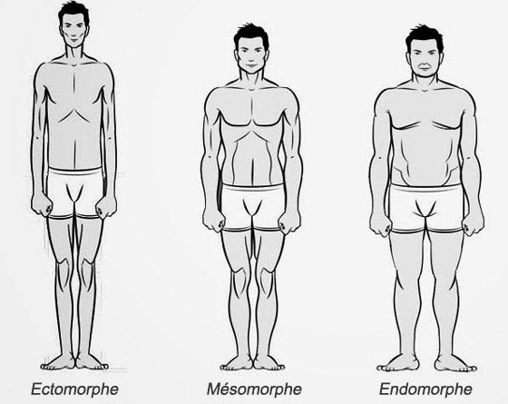 Les morphotypes