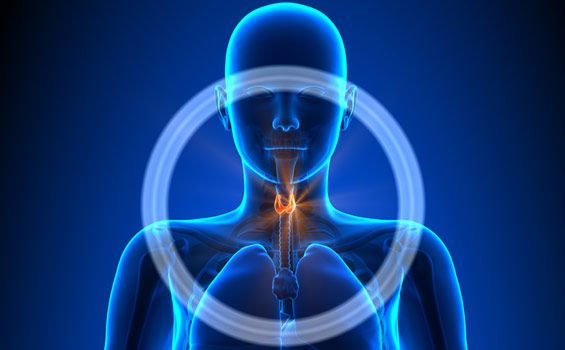 Thyroide