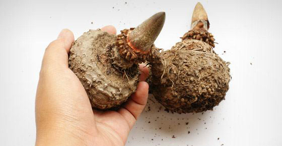Konjac
